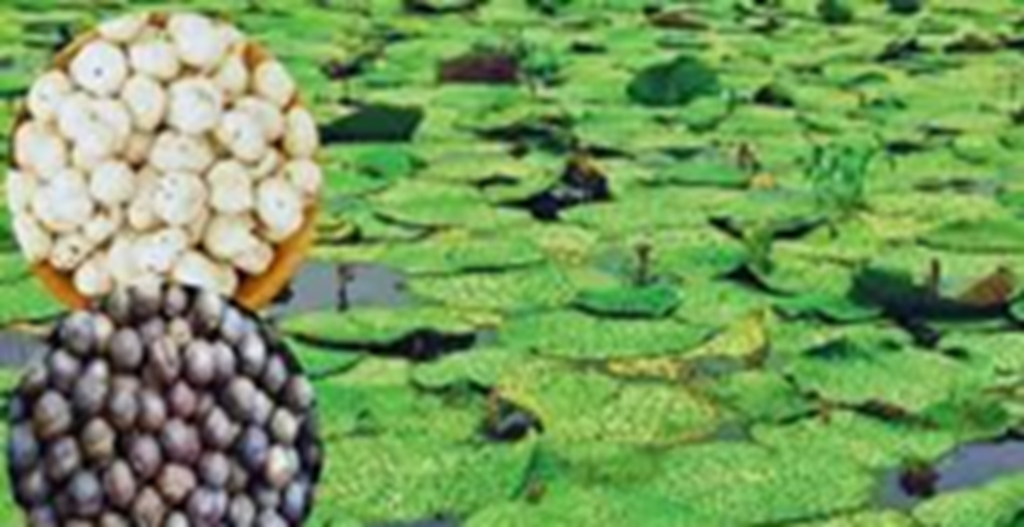 उत्तराखंड में होगी मखाना की खेती, आगामी बजट में आएगी योजना..