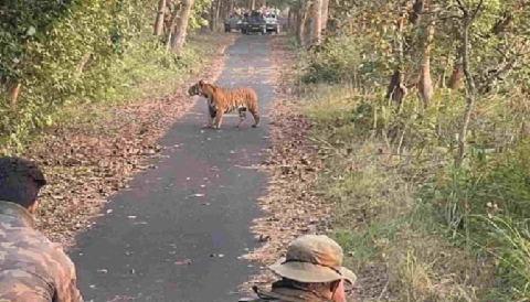 राजाजी टाइगर रिजर्व में जंगल सफारी सीजन की तैयारियां अंतिम चरण में, 15 नवंबर से मिलेगा वन्यजीवों को देखने का अवसर..