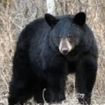 रुद्रप्रयाग में सड़क निर्माण की मांग को लेकर आमरण अनशन पर बैठे ग्रामीणों की तबीयत बिगड़ी, प्रशासन हरकत में आया..