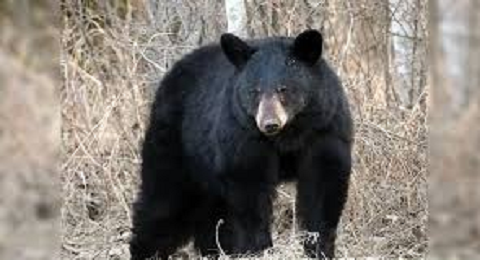 उत्तरकाशी में जंगल में घास लेने गई महिला पर भालू का हमला..