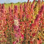 quinoa