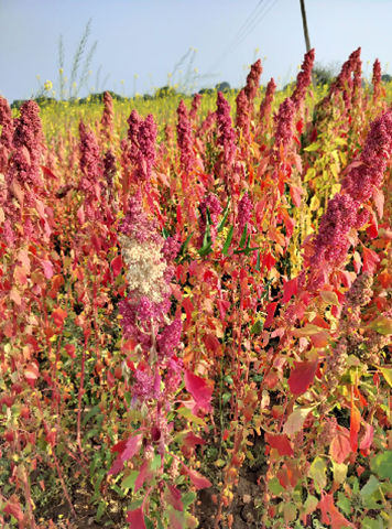 quinoa